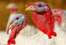 UK launches bird flu vaccine trials in turkeys