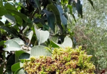 This year’s mango crop is dying from disease. How deadly is it, and is there a way out?